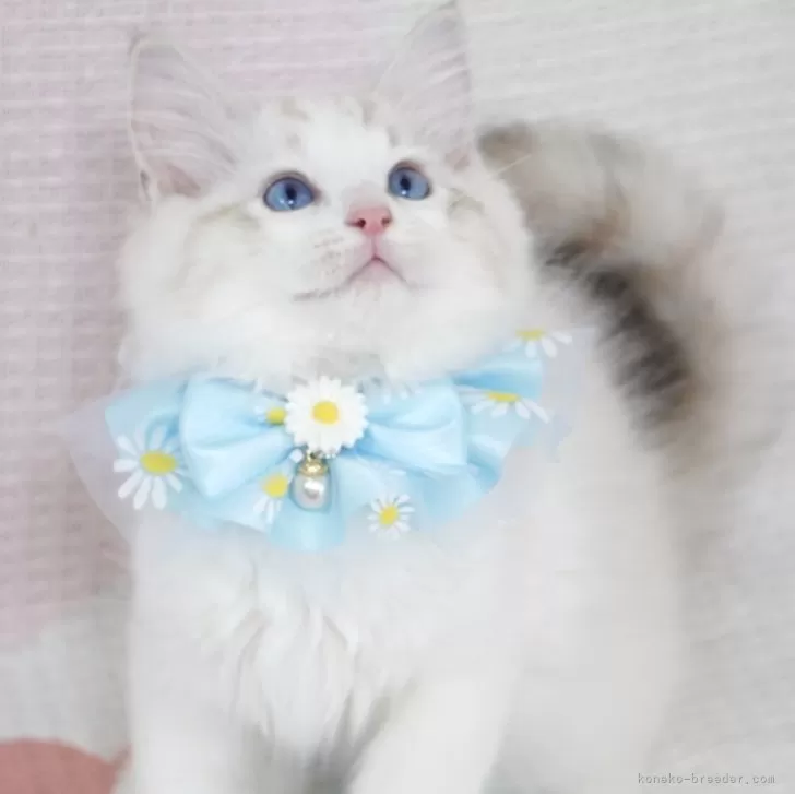 N.K 様のお迎えした子猫
