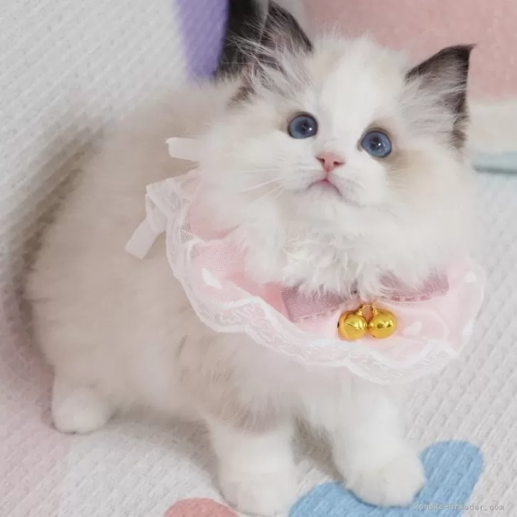 S.D 様のお迎えした子猫