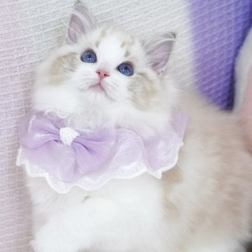ラグドール【茨城県・女の子・2025年4月9日・シールリンクスポイントバイカラー（爆毛）】の写真「両親外産 まん丸童颜🩵濃いブルー目 上品美🐱」