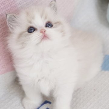ラグドール【茨城県・男の子・2025年10月7日・シールリンクスポイントバイカラー（爆毛）】の写真「両親外産 あどけない顔の🦁王子 🐱界アート」