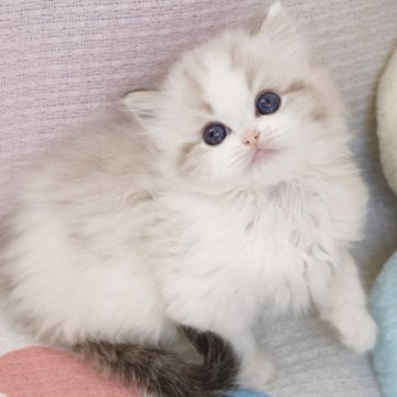 ラグドール【茨城県・女の子・2025年10月7日・シールリンクスポイントバイカラー（爆毛）】の写真「両親外産 天使のような笑顔🧚唯一無二🐱界アート」