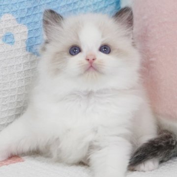 ラグドール【茨城県・男の子・2025年4月9日・ブルーポイントバイカラー（爆毛）】の写真「両親外産 甘い･まん丸童颜🩵🐼みたい」