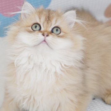 ブリティッシュロングヘア【茨城県・男の子・2024年8月20日・ゴールデン（ロングヘア）】の写真「両親外産 明るい色💕まん丸顔 垂目 爆毛」