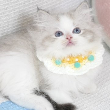 ラグドール【茨城県・男の子・2025年5月17日・シールリンクスポイントバイカラー（爆毛）】の写真「両親外産 まん丸可愛い顔🥰new faceタイプ」