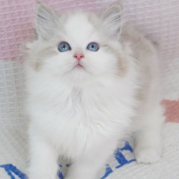 ラグドール【茨城県・男の子・2025年9月14日・シールリンクスポイントバイカラー（爆毛）】の写真「両親外産 まん丸ベビーフェイス🥰かっこいい」