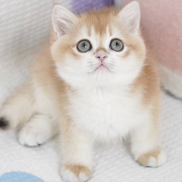 ブリティッシュショートヘア【茨城県・男の子・2025年3月18日・ゴールデン】の写真「両親外産 可愛い顔たち🥰 綺麗な色ny12」