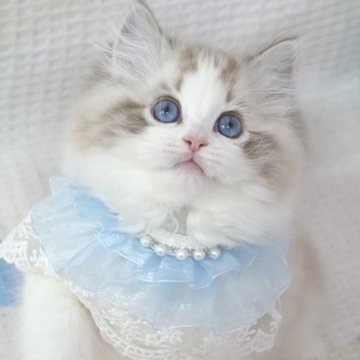 ラグドール【茨城県・男の子・2025年3月27日・シールリンクスポイントバイカラー（爆毛）】の写真「両親外産 甘い･まん丸童颜🩵ライオン🦁みたい」