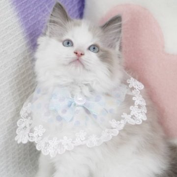 ラグドール【茨城県・男の子・2025年5月20日・ブルーポイントバイカラー（爆毛）】の写真「両親外産 可愛い顔🥰毛量いっぱい」