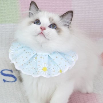 ラグドール【茨城県・男の子・2025年7月19日・シールポイントバイカラー（長毛）】の写真「両親外産 可愛い顔🥰濃いブルー目」