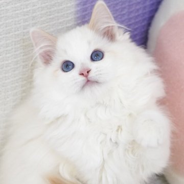ラグドール【茨城県・男の子・2025年8月27日・レッドリンクスポイントバイカラー（爆毛）】の写真「両親外産 甘い童颜😊珍しい濃いブルー目」