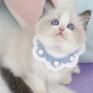 ラグドール【茨城県・男の子・2025年5月11日・シールポイントバイカラー（爆毛）】の写真「両親外産 甘いまん丸顔🩵大きい目🐼みたい」