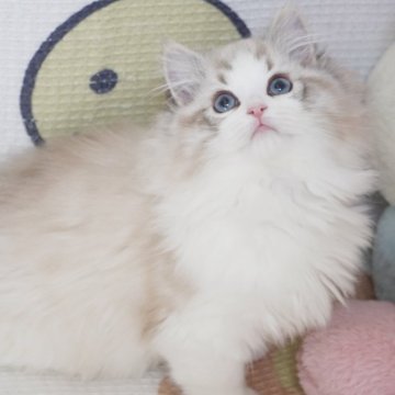 ラグドール【茨城県・女の子・2024年12月1日・シールリンクスポイントバイカラー（爆毛）】の写真「両親外産 珍しい色 甘くて可愛い🩷丸顔たち」