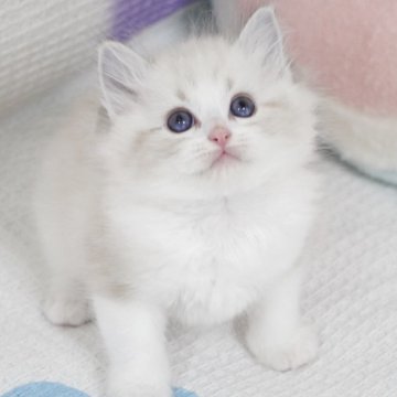 ラグドール【茨城県・男の子・2025年4月6日・薄いシールリンクスポイントバイカラー（長毛）】の写真「両親外産 甘い顔 大きいブルー目🩵ハンサム猫」