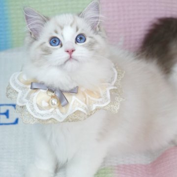 ラグドール【茨城県・男の子・2025年6月20日・シールリンクスポイントバイカラー（爆毛）】の写真「海外血統 可愛い顔🩵お父さんCFA RW GC」