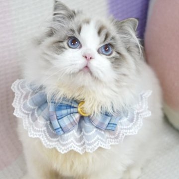 ラグドール【茨城県・男の子・2025年6月14日・薄いシールリンクスポイントバイカラー（爆毛）】の写真「両親外産 まん丸顔🩵大きいブルー目」