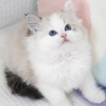 ラグドール【茨城県・男の子・2025年9月14日・シールリンクスポイントバイカラー（爆毛）】の写真「両親外産 オシャレで個性的🐻みたい」