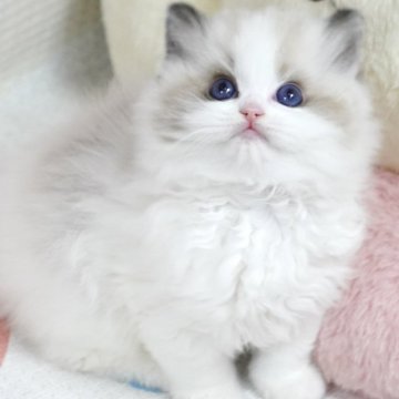 ラグドール【茨城県・女の子・2025年10月7日・シールポイントバイカラー（爆毛）】の写真「両親外産 日本で王炸級🐼猫ちゃん降臨🐱界アート」