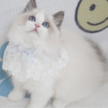 ラグドール【茨城県・男の子・2024年11月16日・ブルーポイントバイカラー（ロングヘアー）】の写真「両親外産 甘くて可愛い顔 🩵毛量いっぱい」
