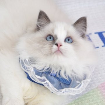 ラグドール【茨城県・男の子・2025年7月18日・ブルーポイントバイカラー(爆毛)】の写真「両親外産 小さいみにくいアヒルの子です♪🤗」