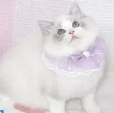 ラグドール