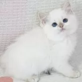 ブリティッシュショートヘア