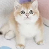 ブリティッシュショートヘア