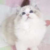 ラグドール
