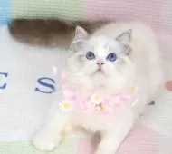 ラグドール【茨城県・女の子・2025年6月14日・薄いシールリンクスポイントバイカラー】の写真3
