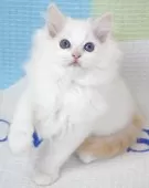 ラグドール【茨城県・男の子・2025年8月27日・レッドポイントバイカラー】の写真3
