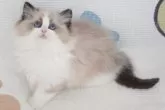 ラグドール【茨城県・男の子・2024年12月1日・シールポイントバイカラー】の写真3