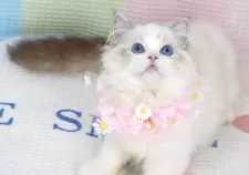 ラグドール【茨城県・女の子・2025年6月14日・薄いシールリンクスポイントバイカラー】の写真5