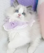 ラグドール【茨城県・女の子・2025年7月26日・ブルーポイントバイカラー】の写真6