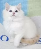 ラグドール【茨城県・男の子・2025年8月27日・レッドポイントバイカラー】の写真4