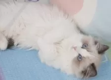 ラグドール【茨城県・男の子・2024年12月10日・ブルーポイントバイカラー】の写真5