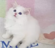 ラグドール【茨城県・男の子・2025年8月27日・レッドポイントバイカラー】の写真4