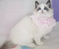 ラグドール【茨城県・女の子・2025年8月11日・シールポイントバイカラー】の写真4