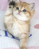 ブリティッシュショートヘア【茨城県・男の子・2025年5月3日・ゴールデン】の写真4