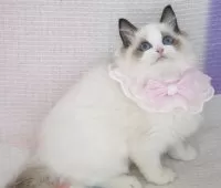 ラグドール【茨城県・女の子・2025年8月11日・シールポイントバイカラー】の写真5