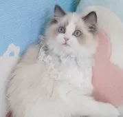 ラグドール【茨城県・男の子・2024年12月10日・ブルーポイントバイカラー】の写真6