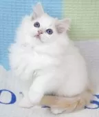 ラグドール【茨城県・男の子・2025年8月27日・レッドポイントバイカラー】の写真5