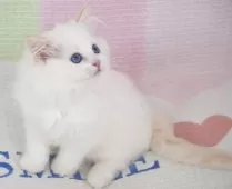 ラグドール【茨城県・男の子・2025年8月27日・レッドポイントバイカラー】の写真5