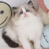 ラグドール【茨城県・男の子・2024年12月1日・シールポイントバイカラー】の写真6