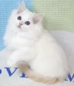 ラグドール【茨城県・男の子・2025年8月27日・レッドポイントバイカラー】の写真6