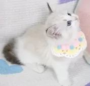 ラグドール【茨城県・女の子・2025年8月17日・シールリンクスポイントバイカラー】の写真6