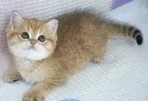 ブリティッシュショートヘア【茨城県・男の子・2025年5月3日・ゴールデン】の写真7
