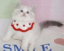 ラグドール【茨城県・女の子・2025年8月11日・ブルーリンクスポイントバイカラー】の写真7