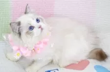 ラグドール【茨城県・女の子・2025年6月14日・薄いシールリンクスポイントバイカラー】の写真9