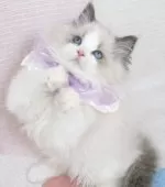 ラグドール【茨城県・女の子・2025年7月26日・ブルーポイントバイカラー】の写真9