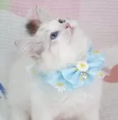 ラグドール【茨城県・男の子・2025年5月17日・薄いシールリンクスポイントバイカラー】の写真7