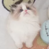 ラグドール【茨城県・男の子・2024年12月1日・シールポイントバイカラー】の写真7